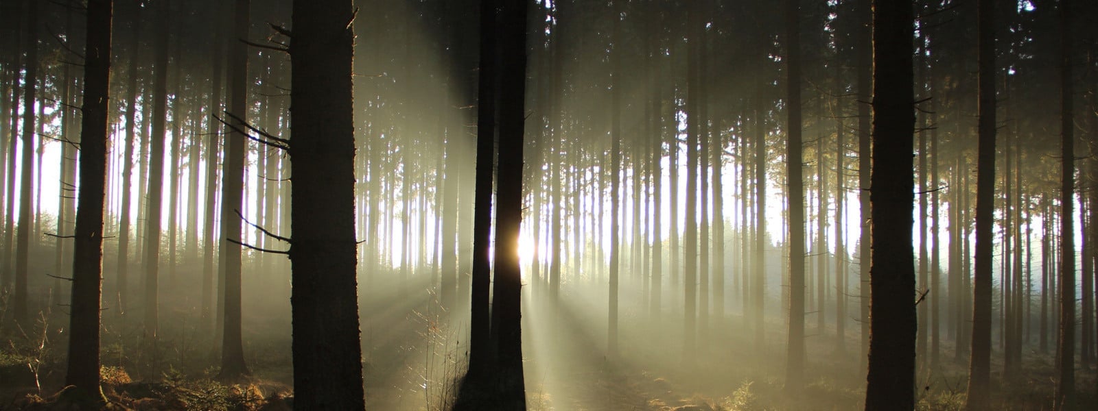 Background Image - Sock photo of forest.