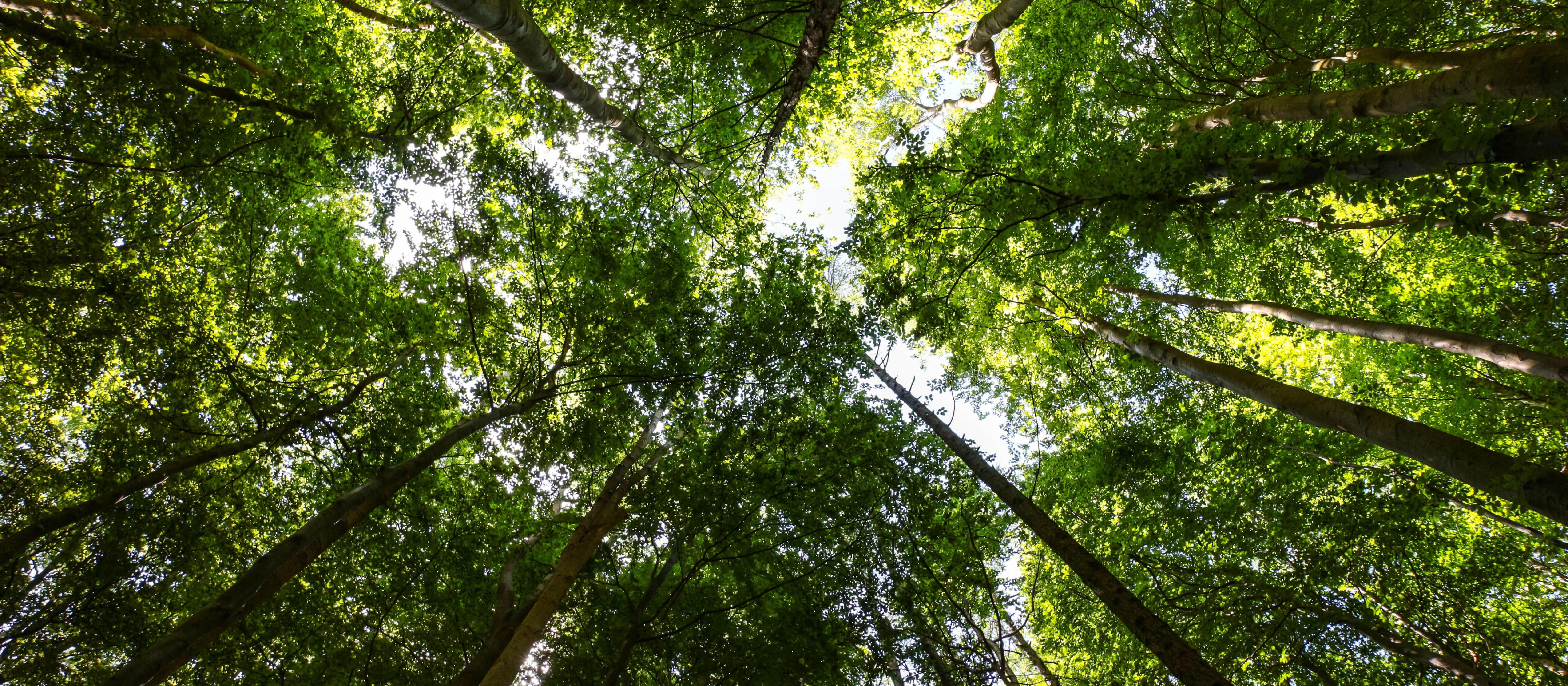 Background Image - Stock photo of trees.